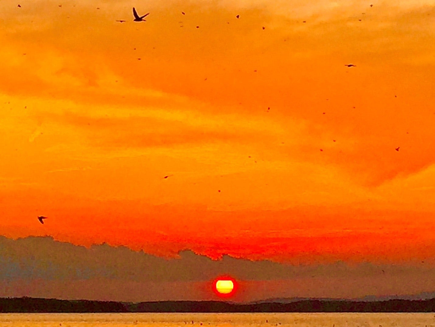 A bright yellow sun sets behind the mountains and a lake. Dozens of small birds are flying over the lake while the sun sets behind them. 